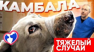 КАМБАЛА - спасение и новая жизнь