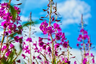 Чайные истории