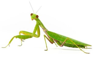 О животных.