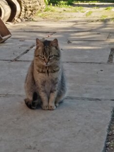 Китти ты была с нами 15 лет. Мы будем помнить и любить тебя всегда