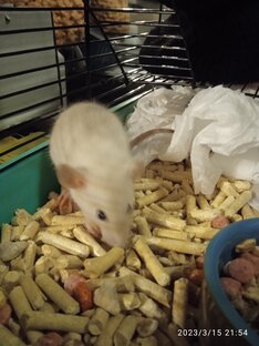 Крысик и Кот 