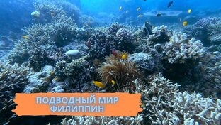Подводный мир Филиппин