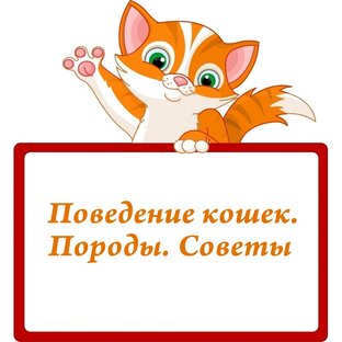 Поведение кошек. Советы. Породы