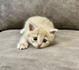 Приветы из дома