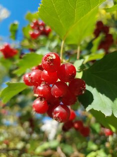 Заготовки на зиму