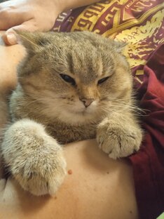 Без кота жизнь не та...
