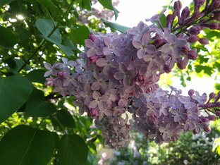 Белое, чёрное, серое