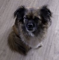 Моя любимая собака