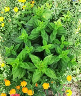 НЕхищные растения