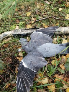 Охота на вяхиря или лесного голубя 