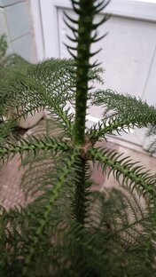 Араукария 