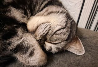 Кот в деревне