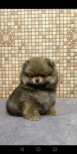 Вы все ещё ищите красивого щенка померанского шпица? Тогда Вам к нам!!!!