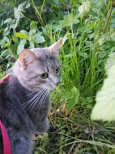 Любящие коты