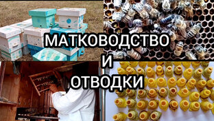 Вывод маток, формировка и работа с отводками