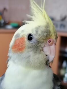 Приколы с домашними питомцами😂😂😂