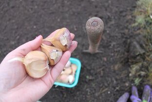 ЧЕСНОК