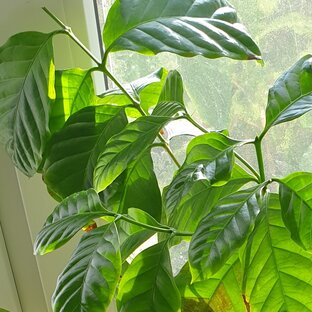 Кофейное дерево