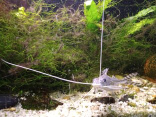 А кто смотрит из Аквариума?