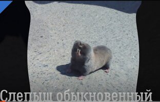Интересное.