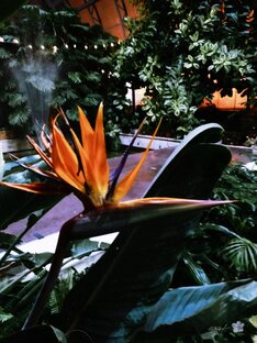 Сад я найду везде 