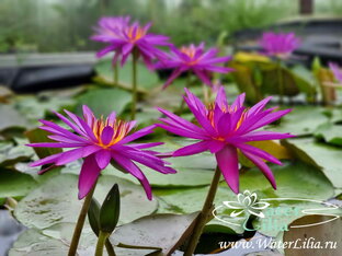 Нимфеи синие – фиолетовые