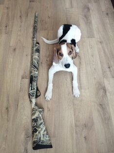 Воспитание и дрессировка эстонской гончей 