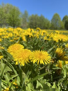 Про младших детей