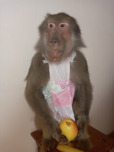 Видео про обезьянку Нику