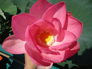 Центральная часть России