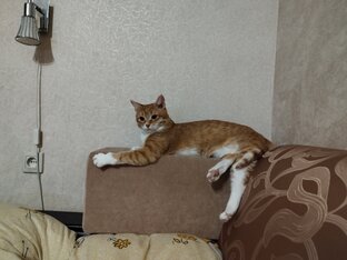 Цукат на горе мира