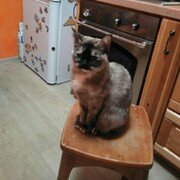 Тэфффи и Барсик