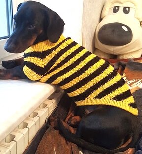 Свитера для собак