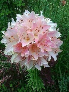 Всё о лилиях