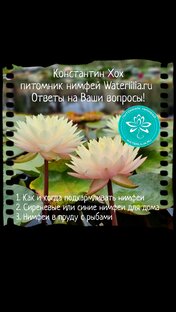 Ответы на Ваши вопросы про нимфеи