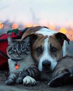 С любовью к кошкам 🙏🐈❤️