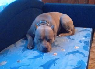 Наши Собаки