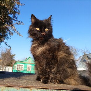 КОТИКИ 