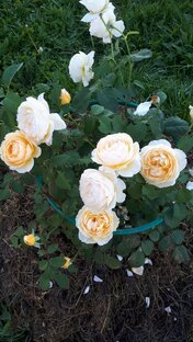 Роза английская Шарлотта, выведена селекционером Девидом Остином в 1993 году.