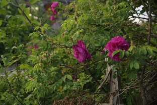 Герасимовка