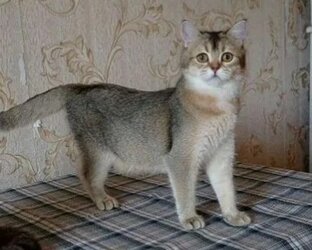 🐱Истории кошки с повадками собаки 🐱