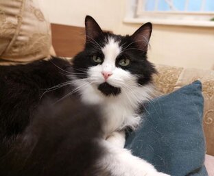 Коты Котодома