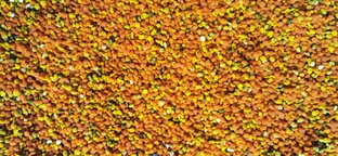 Пасека, мед, пыльца, пчелы. 