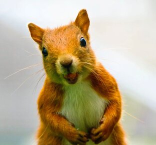 В мире животных!