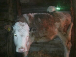 Хозяйство: Зверьё моё