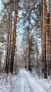 Прогулки в лесу 