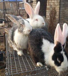 Кролики в хозяйстве .