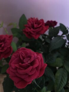 Цветы моего дома 