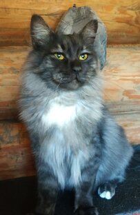 Котики-собачки