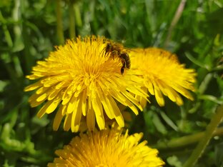 Пчёлы на даче